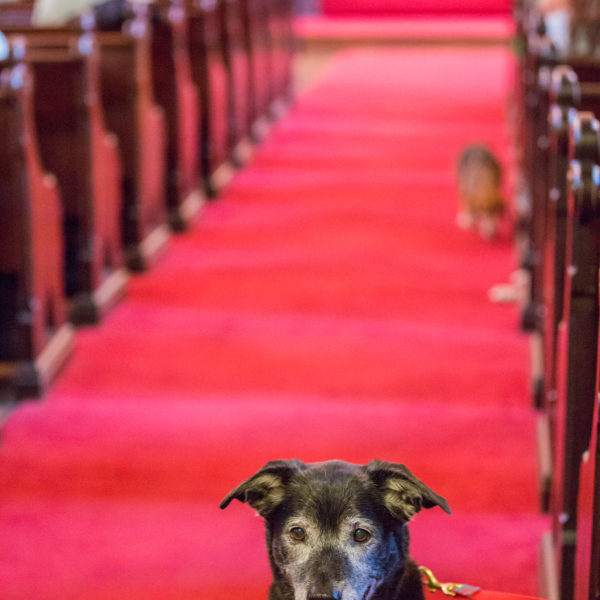 Blessing Of The Animals